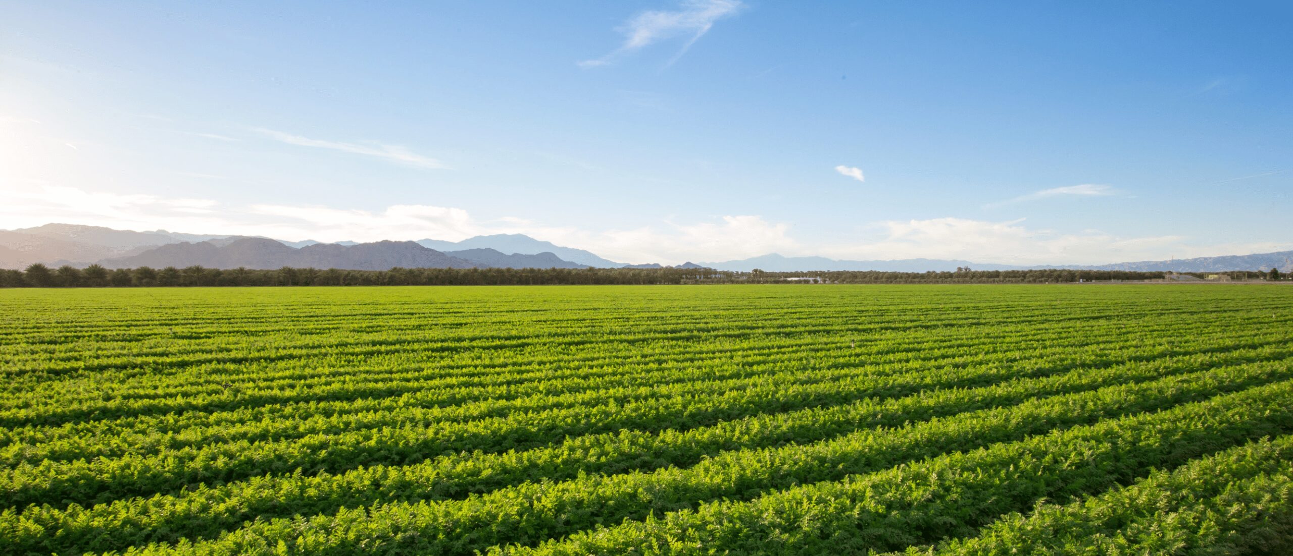 ESG và CSR: Phân biệt sự khác nhau và vai trò trong phát triển bền vững