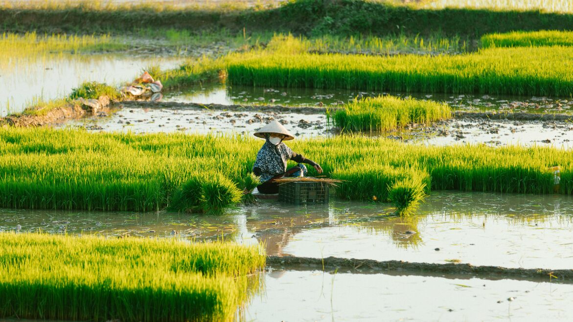Một số lợi ích của chuỗi liên kết trong nông nghiệp