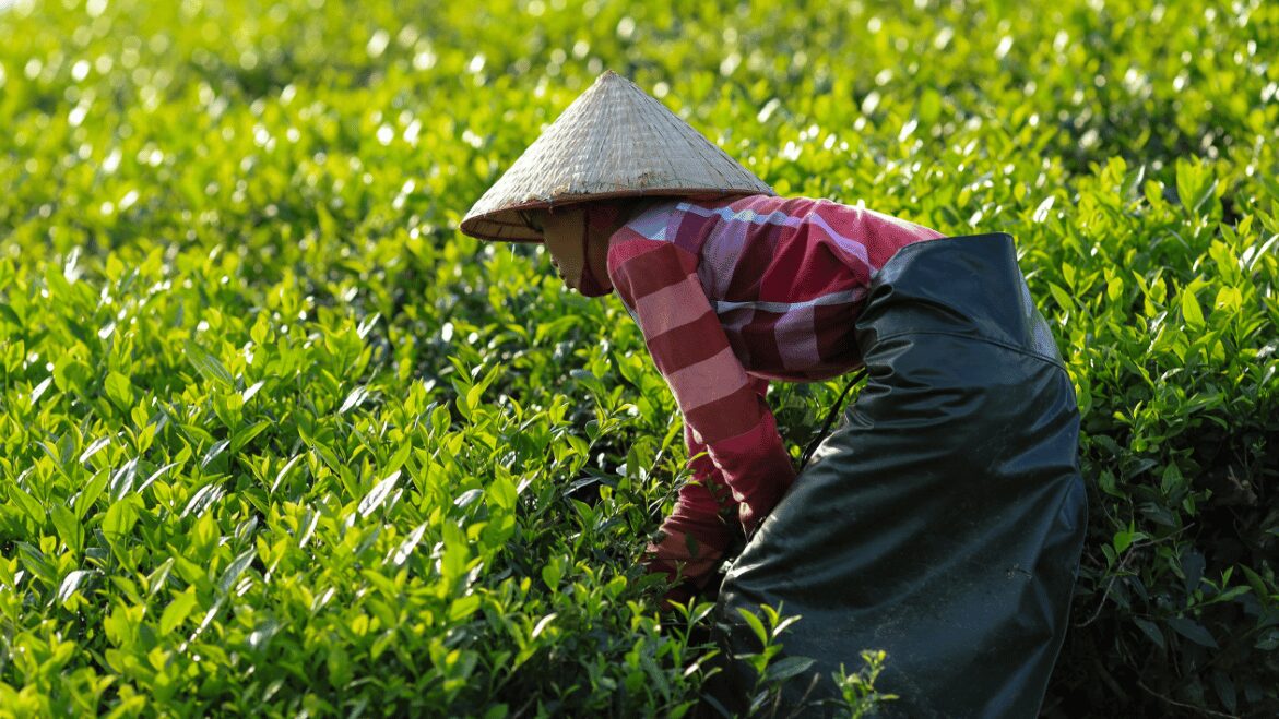 Truy xuất nguồn gốc trong nông nghiệp: thách thức và biện pháp khắc phục