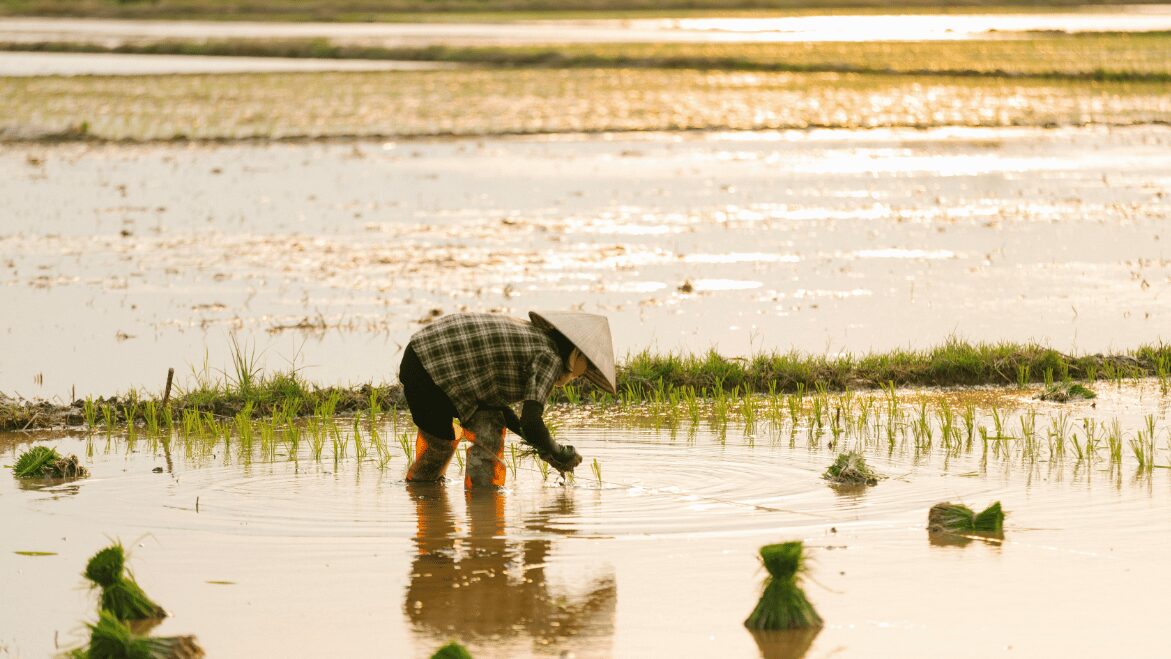Chuyển đổi số nông nghiệp Việt Nam - Yếu tố nguồn vốn