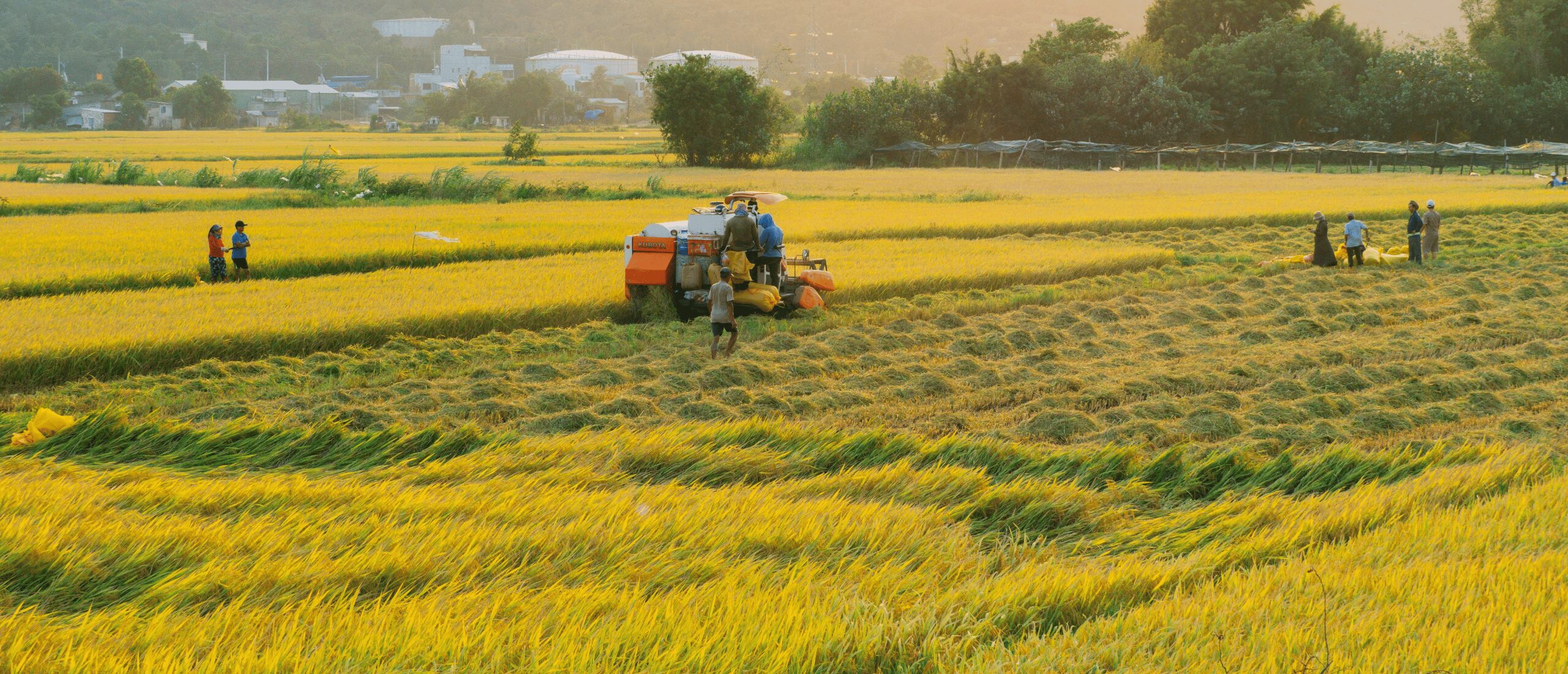 Tổng quan về an ninh lương thực ở Việt Nam