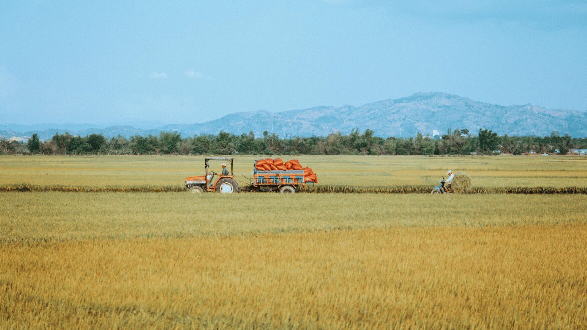 Tổng quan về an ninh lương thực ở Việt Nam