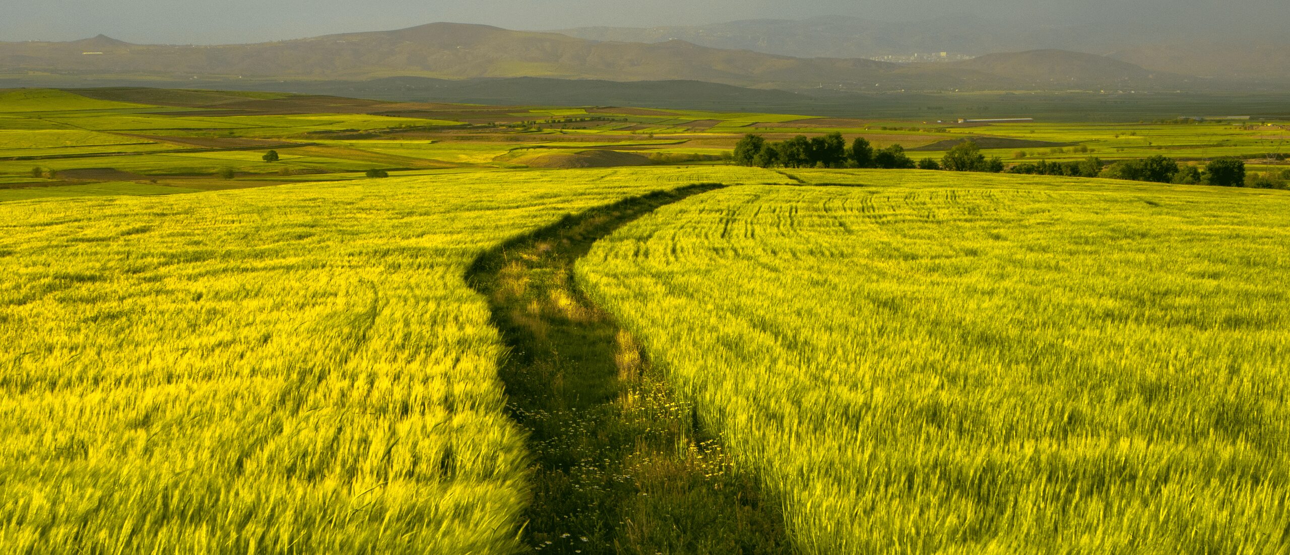 Chuỗi liên kết nông nghiệp: Vai trò trong phát triển bền vững